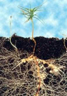 Mycorrhizal root system