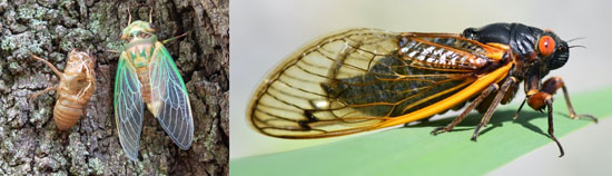 Cicada Brood