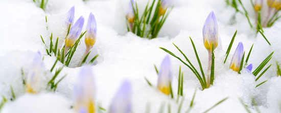 Snow Crocus flowers emerging from snow