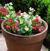 Potted plant