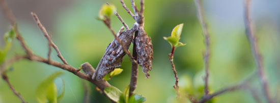 BAGWORMS