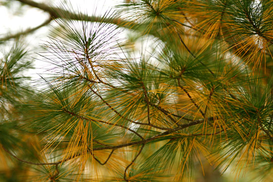 Seasonal needle drop