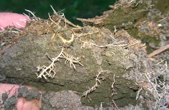 Soil Microbial Activity