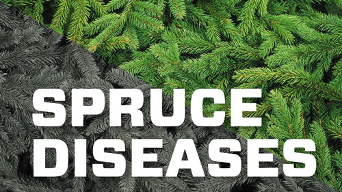 Spruce Diseases